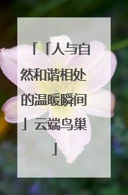 「人与自然和谐相处的温暖瞬间」云端鸟巢