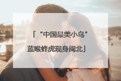 “中国最美小鸟”蓝喉蜂虎现身闽北