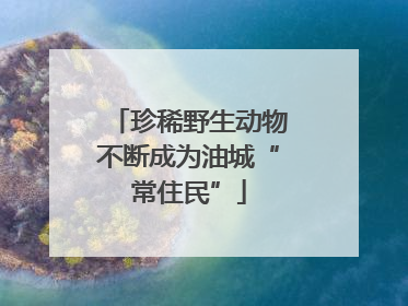 珍稀野生动物不断成为油城“常住民”