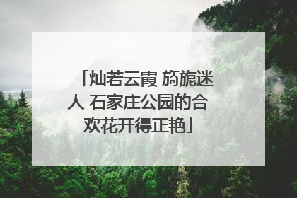 灿若云霞 旖旎迷人 石家庄公园的合欢花开得正艳