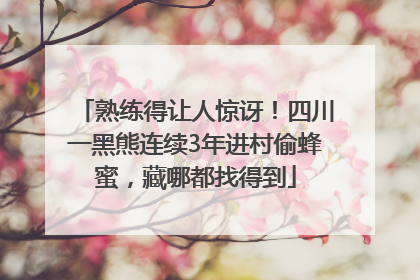 熟练得让人惊讶！四川一黑熊连续3年进村偷蜂蜜，藏哪都找得到
