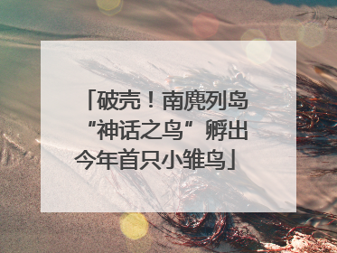 破壳！南麂列岛“神话之鸟”孵出今年首只小雏鸟