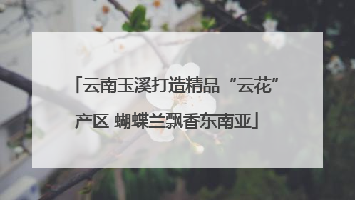 云南玉溪打造精品“云花”产区 蝴蝶兰飘香东南亚