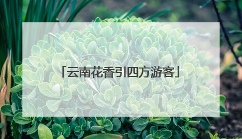 云南花香引四方游客