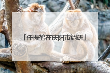 任振鹤在庆阳市调研