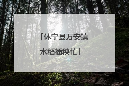 休宁县万安镇水稻插秧忙