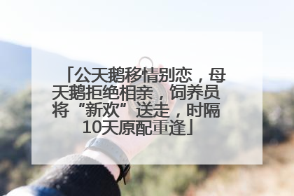 公天鹅移情别恋，母天鹅拒绝相亲，饲养员将“新欢”送走，时隔10天原配重逢