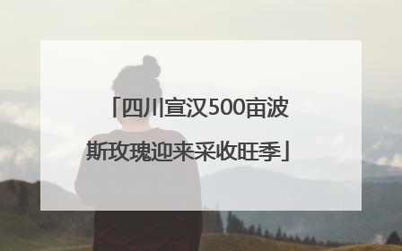 四川宣汉500亩波斯玫瑰迎来采收旺季