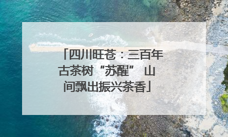 四川旺苍：三百年古茶树“苏醒” 山间飘出振兴茶香