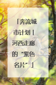 奔流城市计划丨河西走廊的“紫色名片”