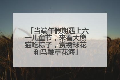 当端午假期遇上六一儿童节，来看大熊猫吃粽子，赏绣球花和马鞭草花海