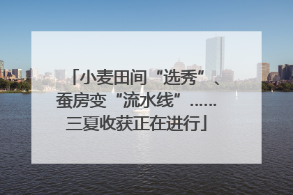 小麦田间“选秀”、蚕房变“流水线”……三夏收获正在进行