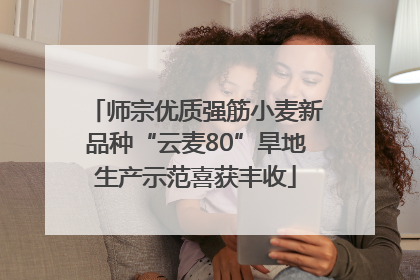 师宗优质强筋小麦新品种“云麦80”旱地生产示范喜获丰收