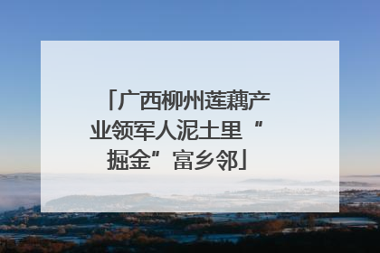 广西柳州莲藕产业领军人泥土里“掘金”富乡邻