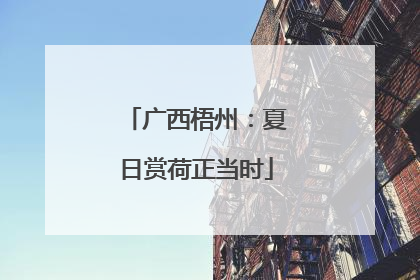 广西梧州：夏日赏荷正当时