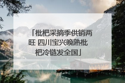 枇杷采摘季供销两旺 四川宝兴晚熟枇杷冷链发全国