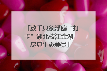 数千只须浮鸥“打卡”湖北枝江金湖 尽显生态美景