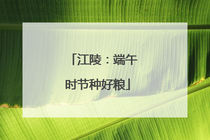 江陵：端午时节种好粮