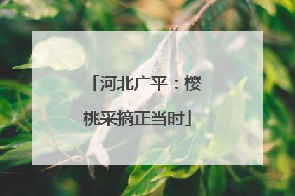 河北广平：樱桃采摘正当时