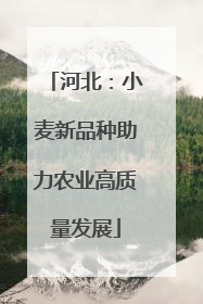河北：小麦新品种助力农业高质量发展