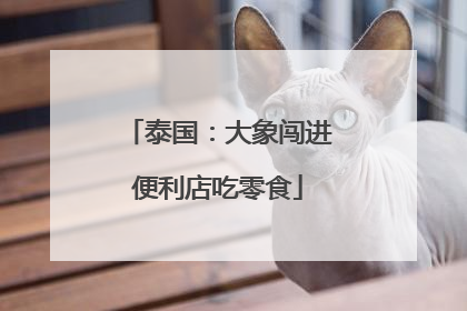 泰国：大象闯进便利店吃零食