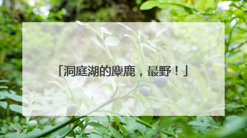洞庭湖的麋鹿，最野！