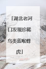 湖北老河口发现珍稀鸟类蓝喉蜂虎