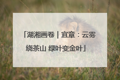 湖湘画卷｜宜章：云雾绕茶山 绿叶变金叶