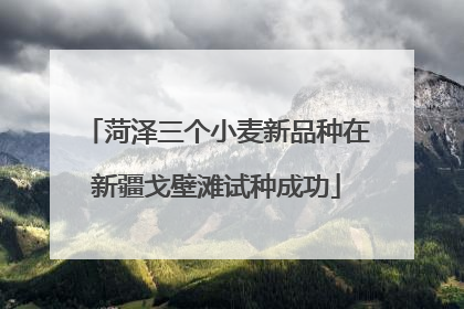 菏泽三个小麦新品种在新疆戈壁滩试种成功