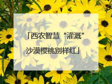 西农智慧“灌溉” 沙漠樱桃别样红
