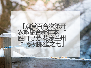 观赏百合次第开 农旅融合新样本 “胜日寻芳·花漾兰州”系列报道之七