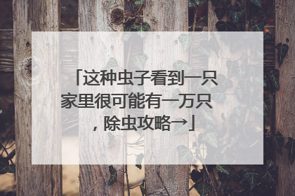 这种虫子看到一只家里很可能有一万只，除虫攻略→