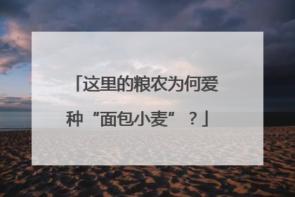 这里的粮农为何爱种“面包小麦”？
