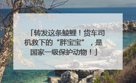 转发这条鲮鲤！货车司机救下的“胖宝宝”，是国家一级保护动物！