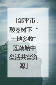 邹平市：酸枣树下“一地多收” 莲藕塘中盘活共富资源