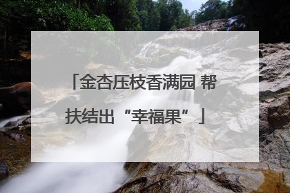 金杏压枝香满园 帮扶结出“幸福果”