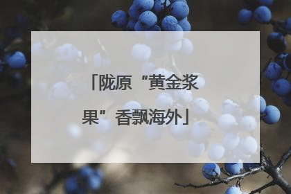 陇原“黄金浆果”香飘海外