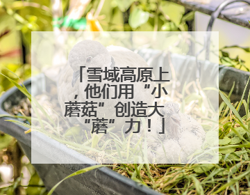 雪域高原上，他们用“小蘑菇”创造大“蘑”力！