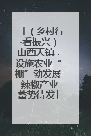 （乡村行·看振兴）山西天镇：设施农业“棚”勃发展 辣椒产业蓄势待发